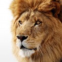 OS X 10.7 - zweite Entwickler Preview von Lion veröffentlicht
